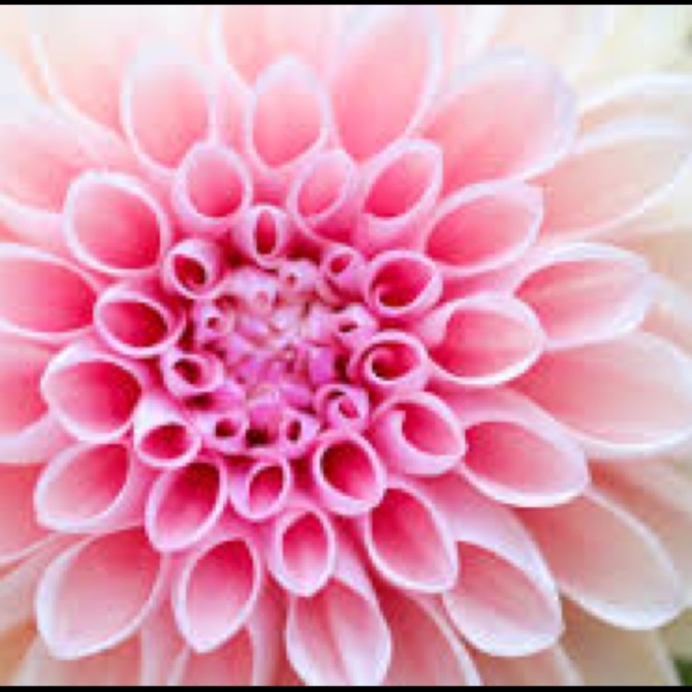 Meet your Posher, Wendy